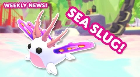 TheUpliftA's tweet image. Summerfest W3 starts this Friday!
🪸 New Kelp Raider Box (13k)! Open to obtain one of FOUR new pets!
💣 New Minigame: Cannon Circle!
🐌 New Ultra-Rare Sea Slug! (R$490)
✨ Join within the first hour of the update to receive 10k Doubloons for free!
Are you excited?