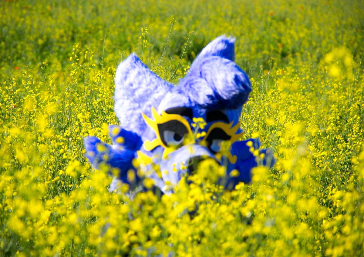 FuroFur's tweet image. I hope you like yellow 🌻
Lost in a field of flowers for #FursuitFriday
(📷 : @ThatFrenchPanda)