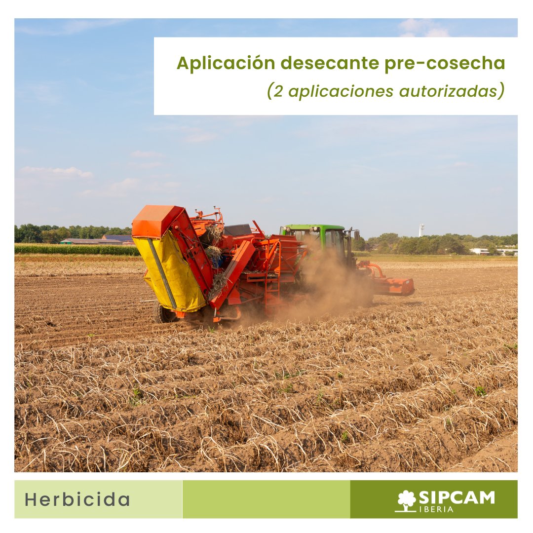 🥔 Desde la pre-emergencia hasta la pre-cosecha, Mizuki te acompaña hasta el éxito en tu campaña. 

Tanto como #herbicida para malas hierbas de hoja ancha como #desecante, ¡se trata de una herramienta infalible en tu cultivo de #patata! ✌️

bit.ly/3WHlDFC 

#SIPCAMIberia
