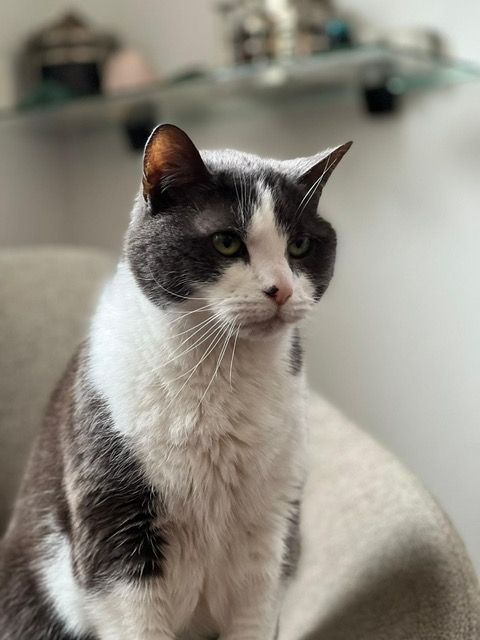 Dank je wel lieve Poekie 🌈
Toen corona kwam, bracht Poeki gezelschap bij Lisa’s oma die door de maatregelen een eenzame tijd doormaakte. Nu, na 5 jaar, op 20-jarige leeftijd, is hij vredig ingeslapen op haar schoot. Zijn lijf was op, hun band blijft voor altijd. Veel sterkte.