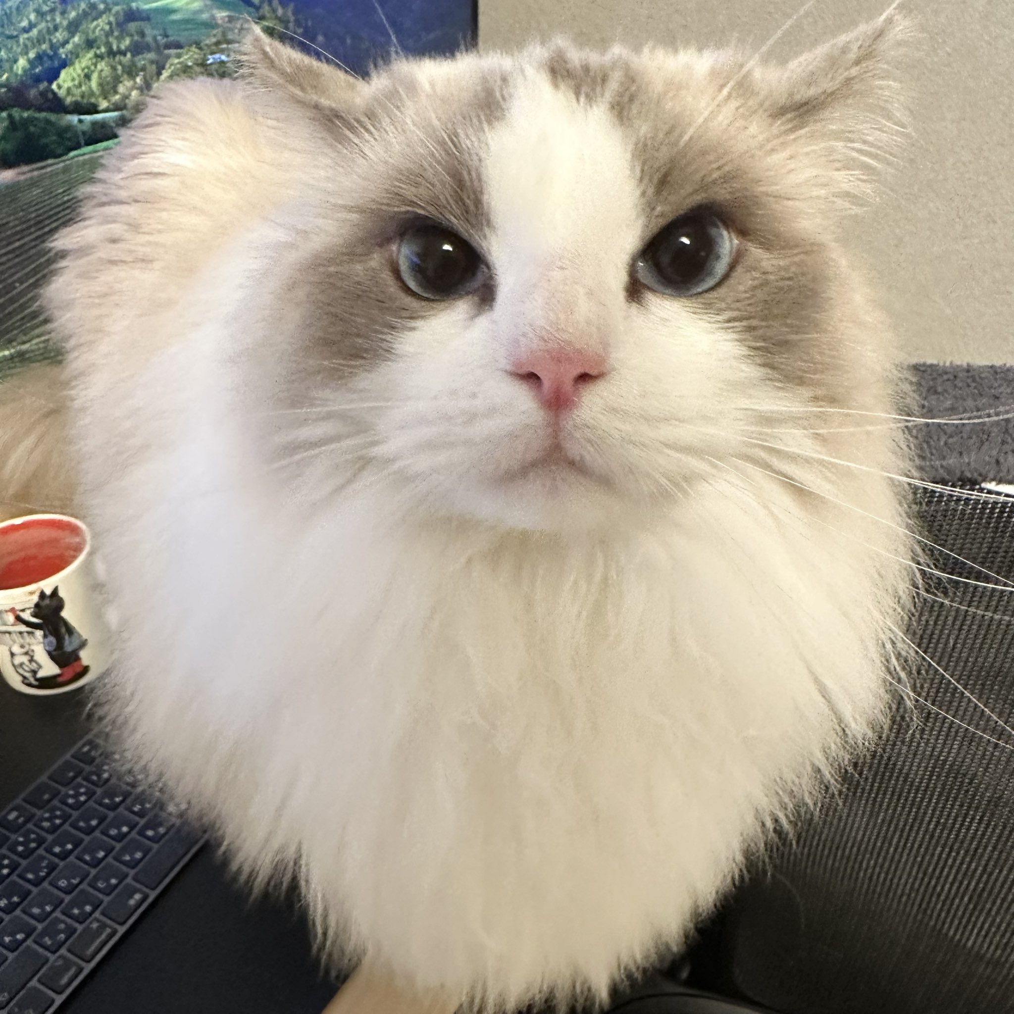 新品 希少 レア ねこぢる 新品 希少 レア ねこぢる - メルカリ