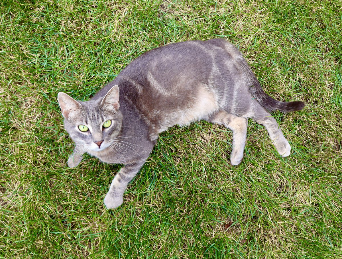 AndersenPH's tweet image. Moen the office cat has one message today: 😼
Get your AC checked for just $49 before it’s too late!

If you’re in the Oswego, Yorkville, or Kendall County area, book now at andersenph.com and stay cool 😎❄️

#HVAC #ACCheckup #AndersenPlumbing #OswegoIL #KendallCounty