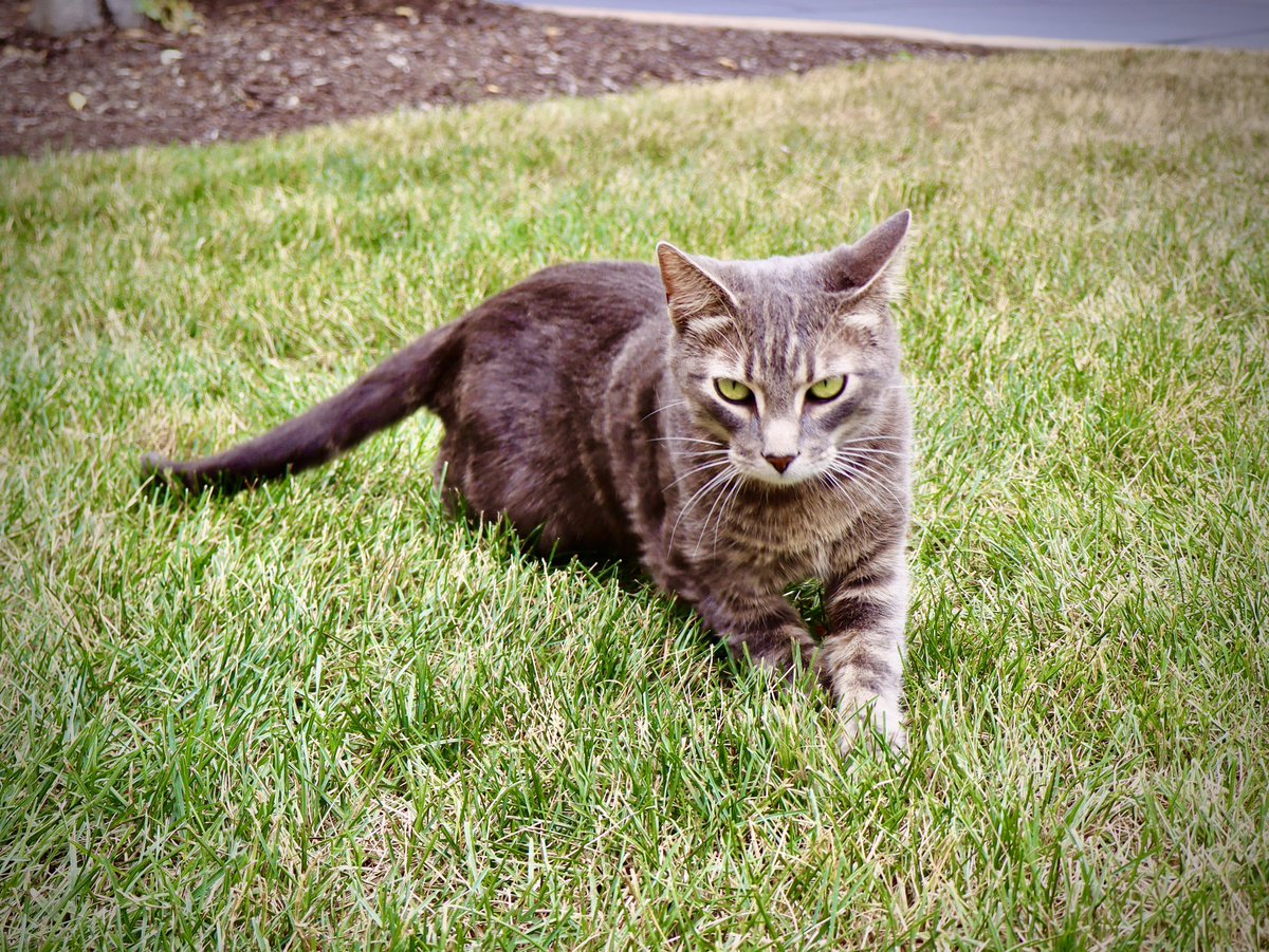 AndersenPH's tweet image. Moen the office cat has one message today: 😼
Get your AC checked for just $49 before it’s too late!

If you’re in the Oswego, Yorkville, or Kendall County area, book now at andersenph.com and stay cool 😎❄️

#HVAC #ACCheckup #AndersenPlumbing #OswegoIL #KendallCounty