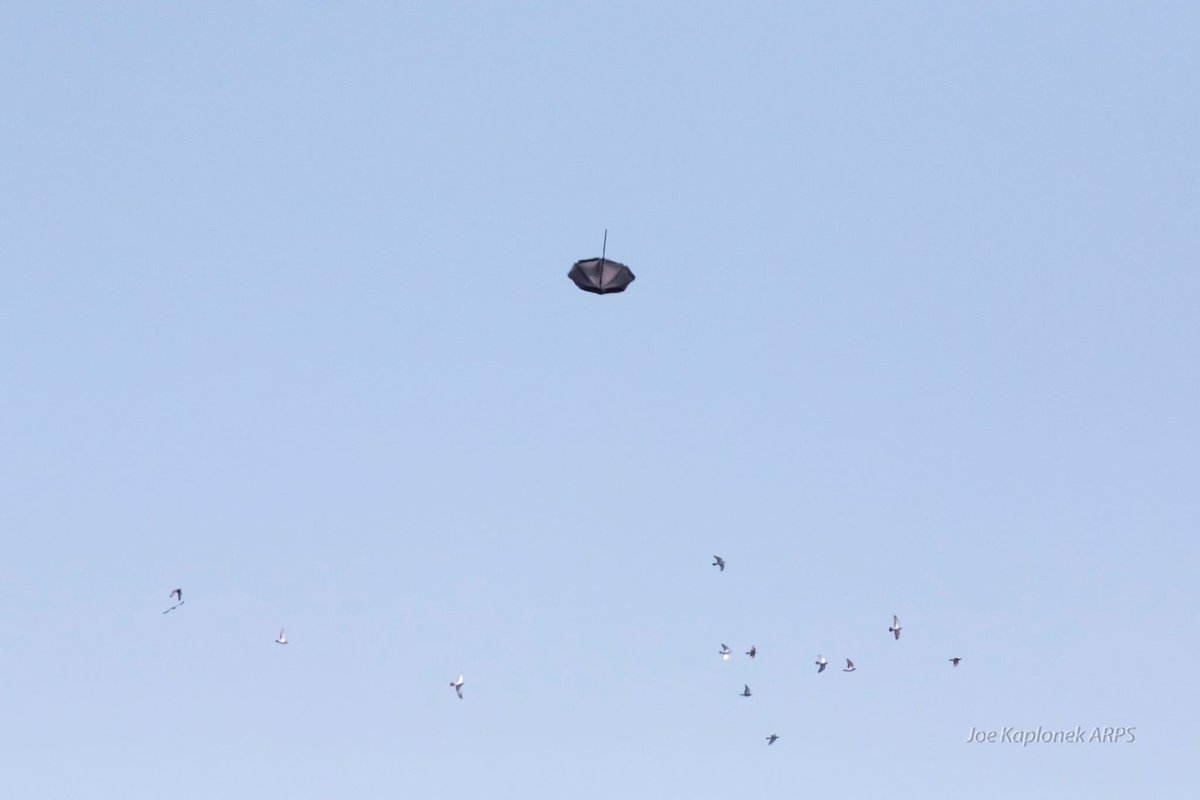 Chesil Little Tern Recovery Project tweet media