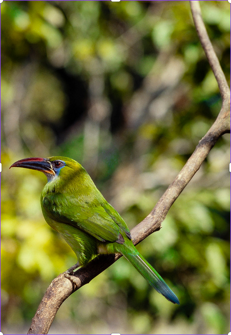 🐦 Join TAS's Brian Rapoza on an 8-day birding trip to Panama!
🔹 Explore 2 diverse regions
🔹 Visit Pipeline Road, Rainforest Discovery Center &amp; more
📝 $350 deposit to hold your spot via Holbrook Travel

📅 Trip ends/begins in Panama City
🔗 Register at: bit.ly/3ZDDPnO