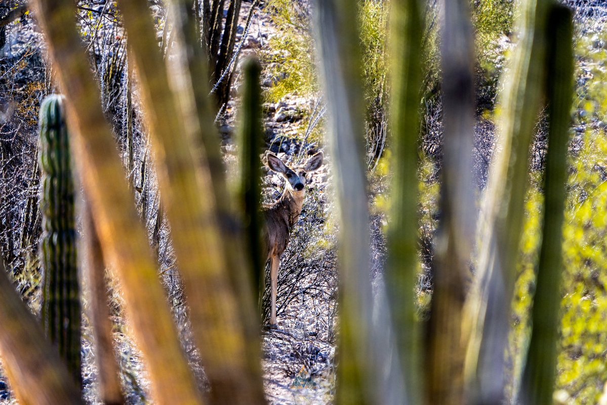 GGerardox2's tweet image. “El Sargento” Dunas, mangle, cerros, estero, mar..
Tiene todo lo que me gusta. SONORA❤️🌵