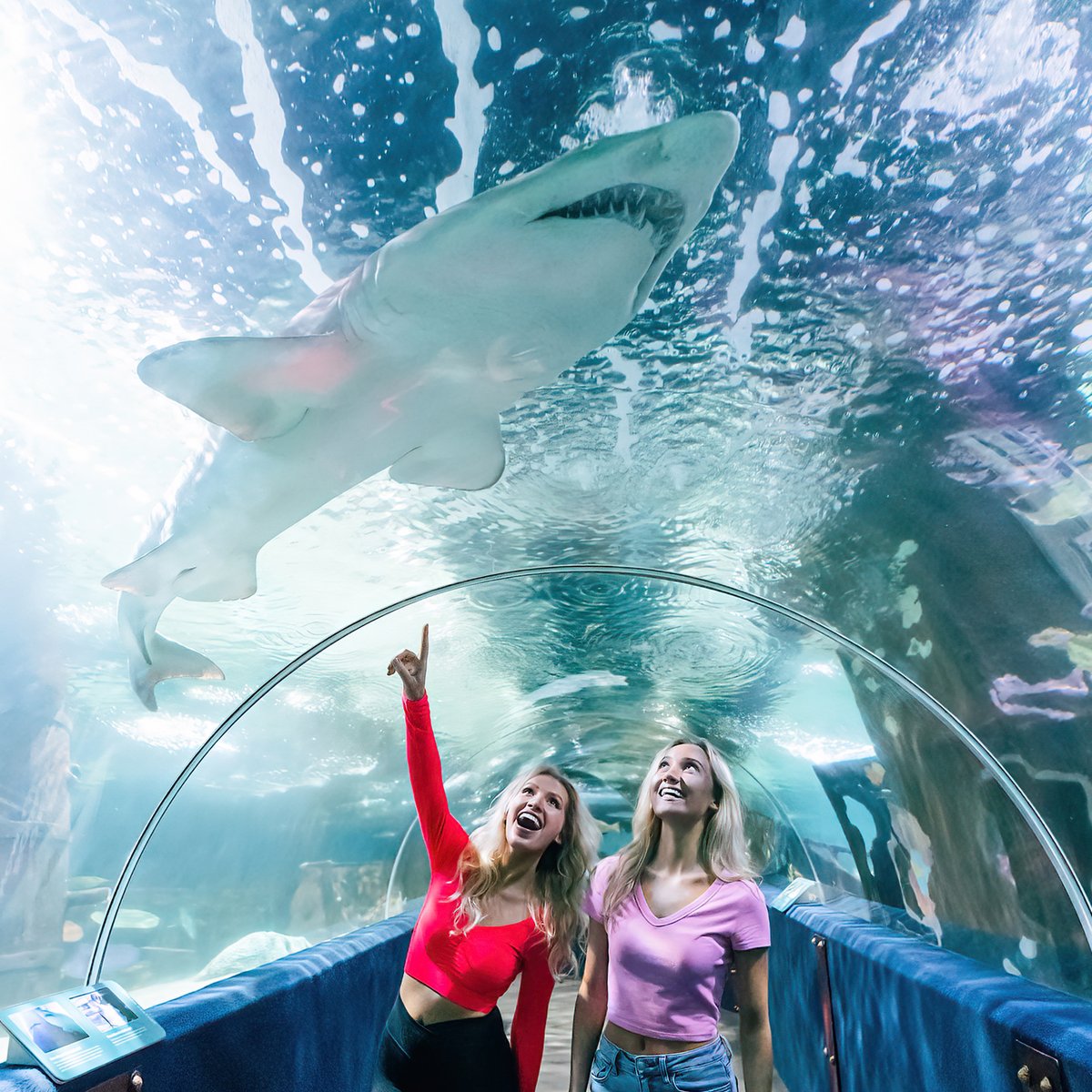cleaquarium's tweet image. 🦈 Did you know sandtiger sharks lack a swim bladder and stay buoyant by gulping air at the surface?
Learn more about sharks and stingrays during #finfest, now - August 5!
Learn more: greaterclevelandaquarium.com/event/fin-fest/