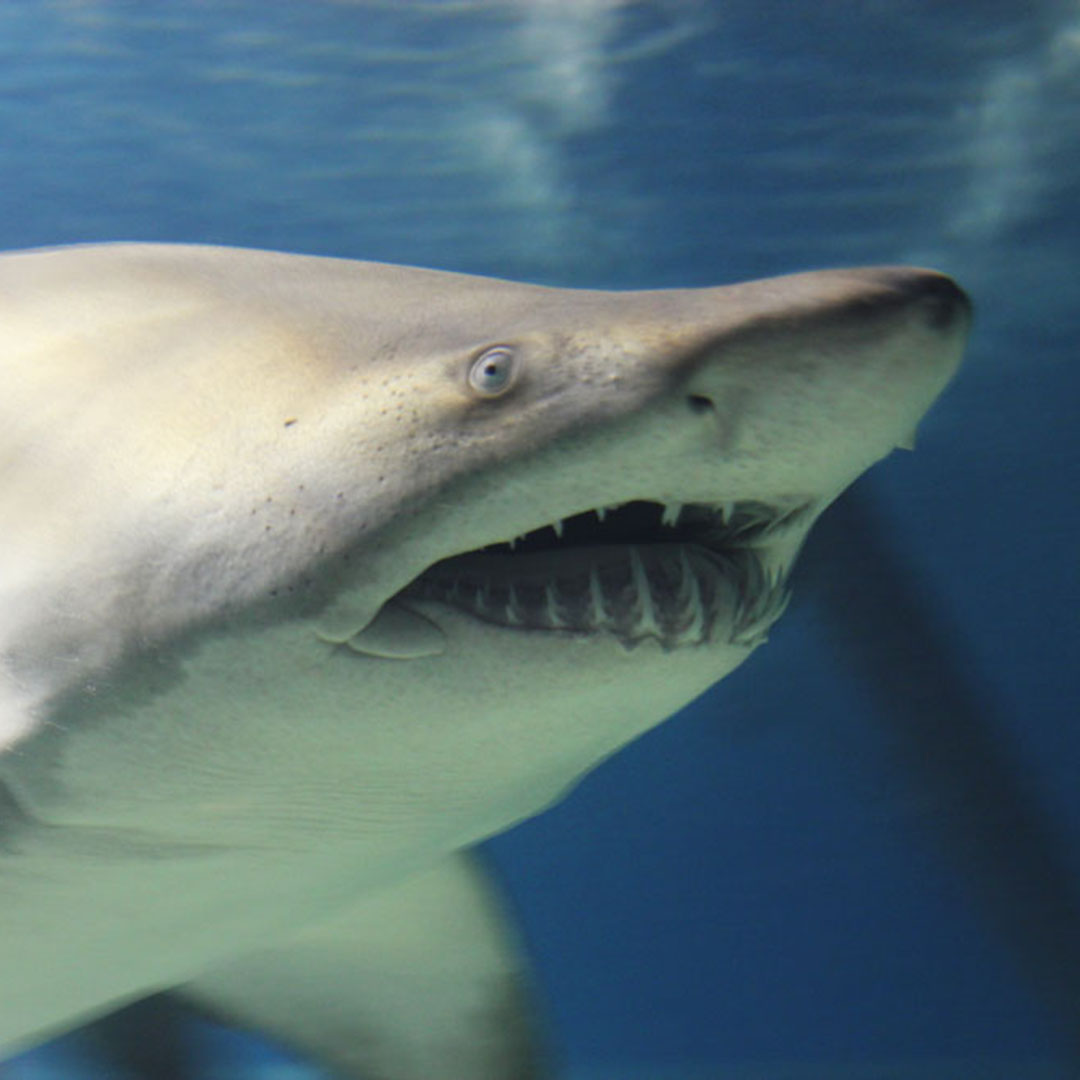 cleaquarium's tweet image. 🦈 Did you know sandtiger sharks lack a swim bladder and stay buoyant by gulping air at the surface?
Learn more about sharks and stingrays during #finfest, now - August 5!
Learn more: greaterclevelandaquarium.com/event/fin-fest/