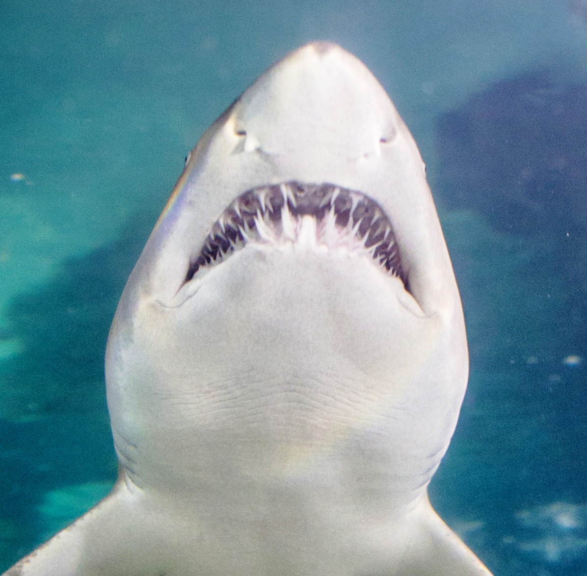cleaquarium's tweet image. 🦈 Did you know sandtiger sharks lack a swim bladder and stay buoyant by gulping air at the surface?
Learn more about sharks and stingrays during #finfest, now - August 5!
Learn more: greaterclevelandaquarium.com/event/fin-fest/