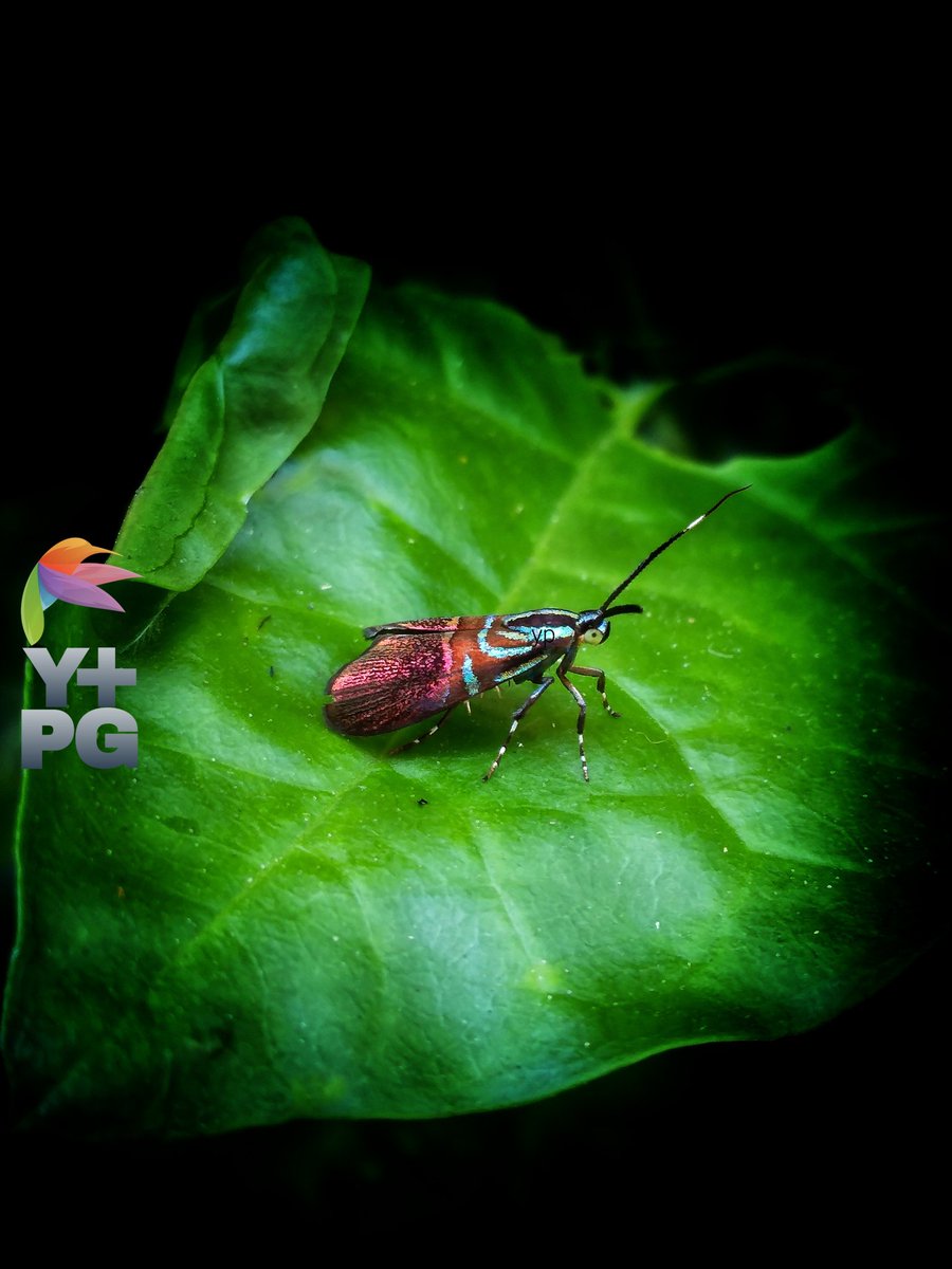 Metallic moths perched on jasmine leaves

#photography #photo  #photograph #photooftheday #photographylovers #PhotographyIsArt #nature #naturelove #NatureIsAmazing #naturescenery #naturelover #macro #macrophotography