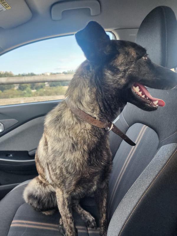 Ayuda 🙏🏼 Unos amigos rescataron a esta perrita en Av. Centenario, antes de llegar a la Súper Vía (Sta Fe - Cuerna).

Al parecer sí tiene dueños y los estaba siguiendo, no saben qué pasó. 

Compartan a ver si damos con ellos.