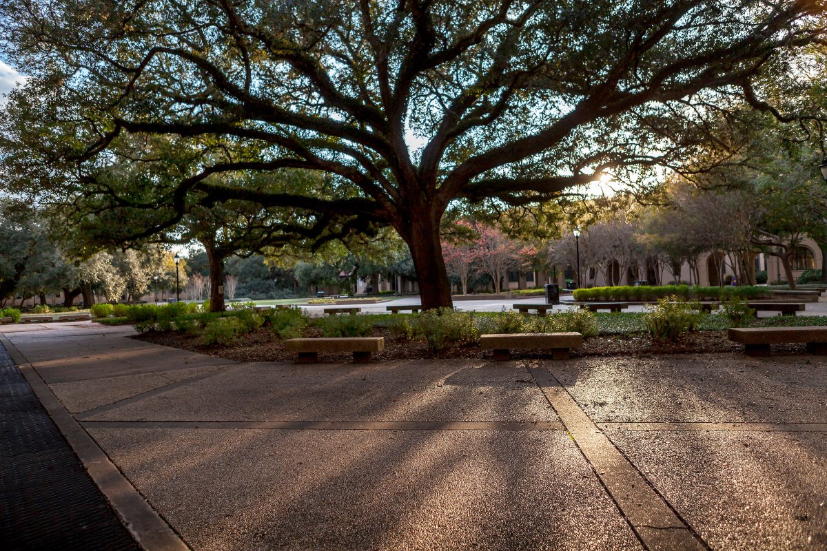LSU's tweet image. Mondays aren’t so bad when this is your view 💜💛 Have a great week, Tigers!