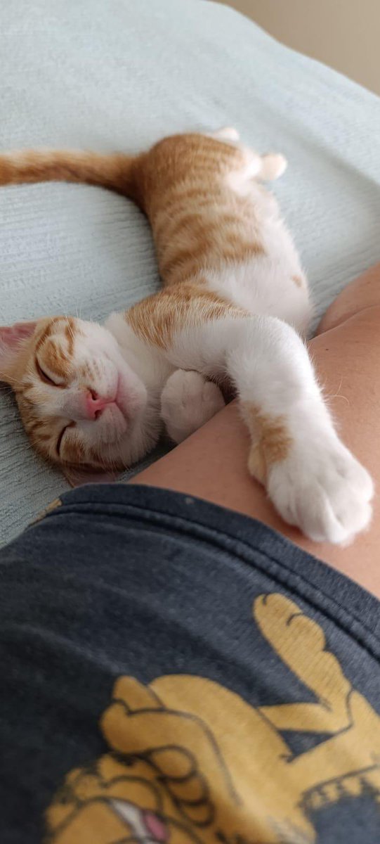 Nasıl da her şeyden habersiz, kendini güvende sanarak rahat ve masum uyuyor değil mi ? 
Tam da böyle uyurken bir bilse sözde ailesinin o an onu terk etme konuşması yaptığını ve sokağa atmayı düşündüklerini .. 
Neden mi terk ediliyor? “Çok düşkünmüş ailesine, yanlarında olmak