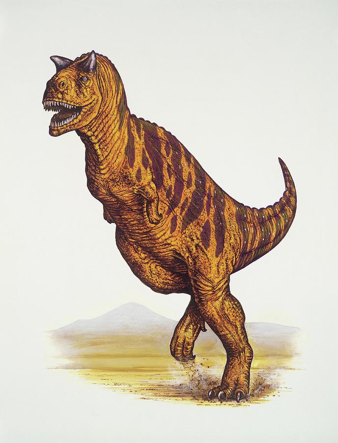 dinonostalgia's tweet image. Carnotaurus, the meat bull, is a theropod dinosaur from the Late Cretaceous of South America.
Made popular by Disney's Dinosaur and Jurassic World, it lived between 72 and 69 million years ago and could grow to 7.6 meters in length.