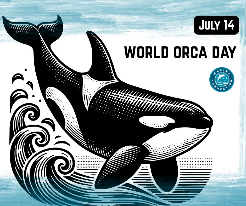 MC_org's tweet image. July 14 2025 - a day dedicated to protecting orcas and their home, the ocean. It's also a day to speak out for the dozens of orcas held captive around the world, languishing in unnatural conditions in marine parks and entertainment facilities.