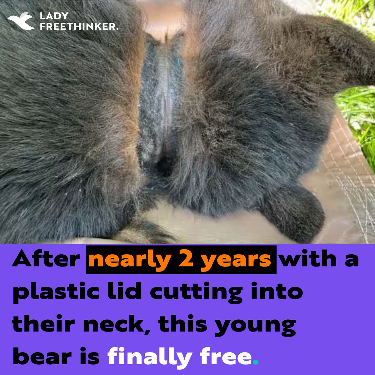 After 2 yrs with a plastic lid embedded in their neck, a young bear in Michigan is finally free. Thanks to Michigan DNR, the lid was safely removed &amp; the bear released back into the wild . End dangerous practices like bear baiting &amp; protect wildlife! ladyfreethinker.org/bear-cub-final…