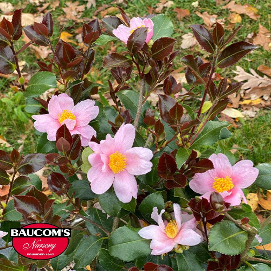 Available Now!
Proven Winners Just Chill Red Tip Camellia

Visit us at baucomsnursery.com for all your WHOLESALE ONLY needs. 

#provenwinners #justchillredtip #camellia #hibiscus #hangingbaskets  #annuals #planters  #plants #tropical #shrubs  #baucomsnursery