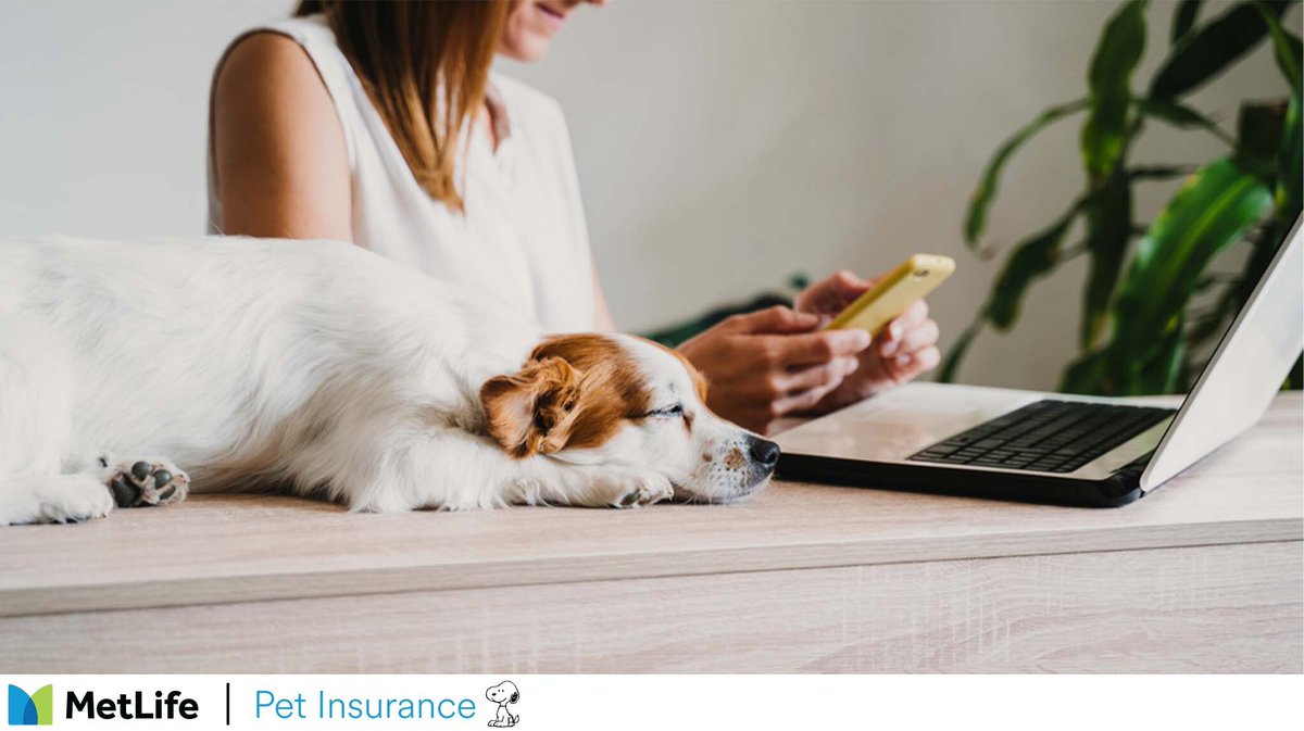 Interested in learning more about pet insurance?  Visit our website to learn more and hear what pet policyholders have to say about MetLife Pet Insurance.

hubs.ly/Q03x4M1f0

#catinsurance #doginsurance #pethealth #petinsurance #puppyinsurance #dog #kitteninsurance