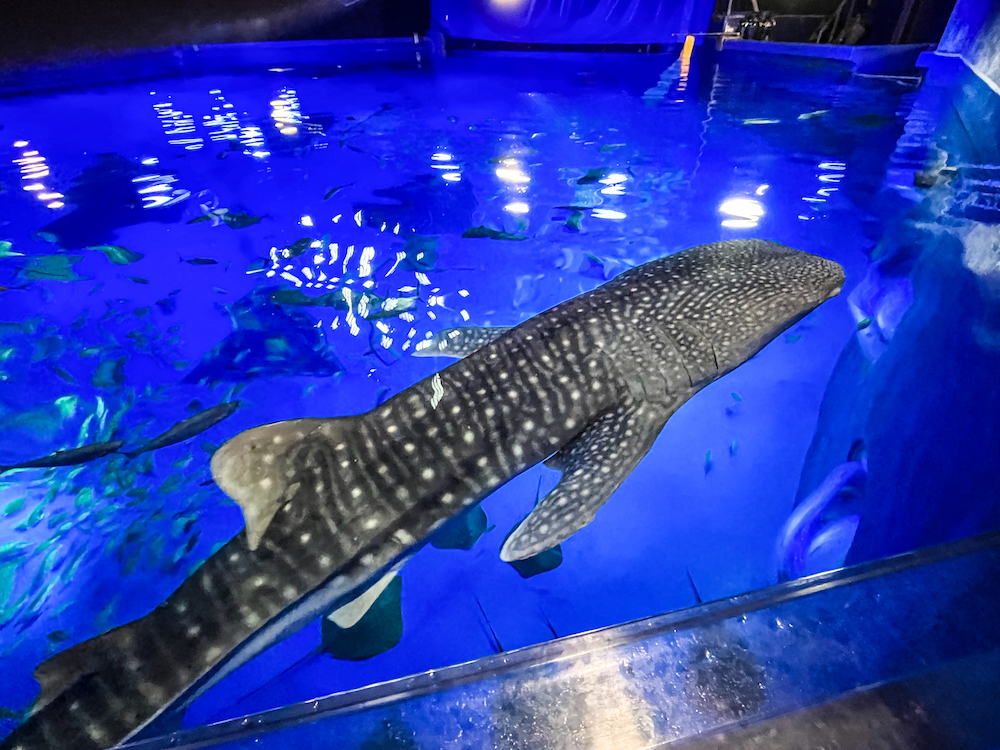 TAKASHI O'HASHI tweet media