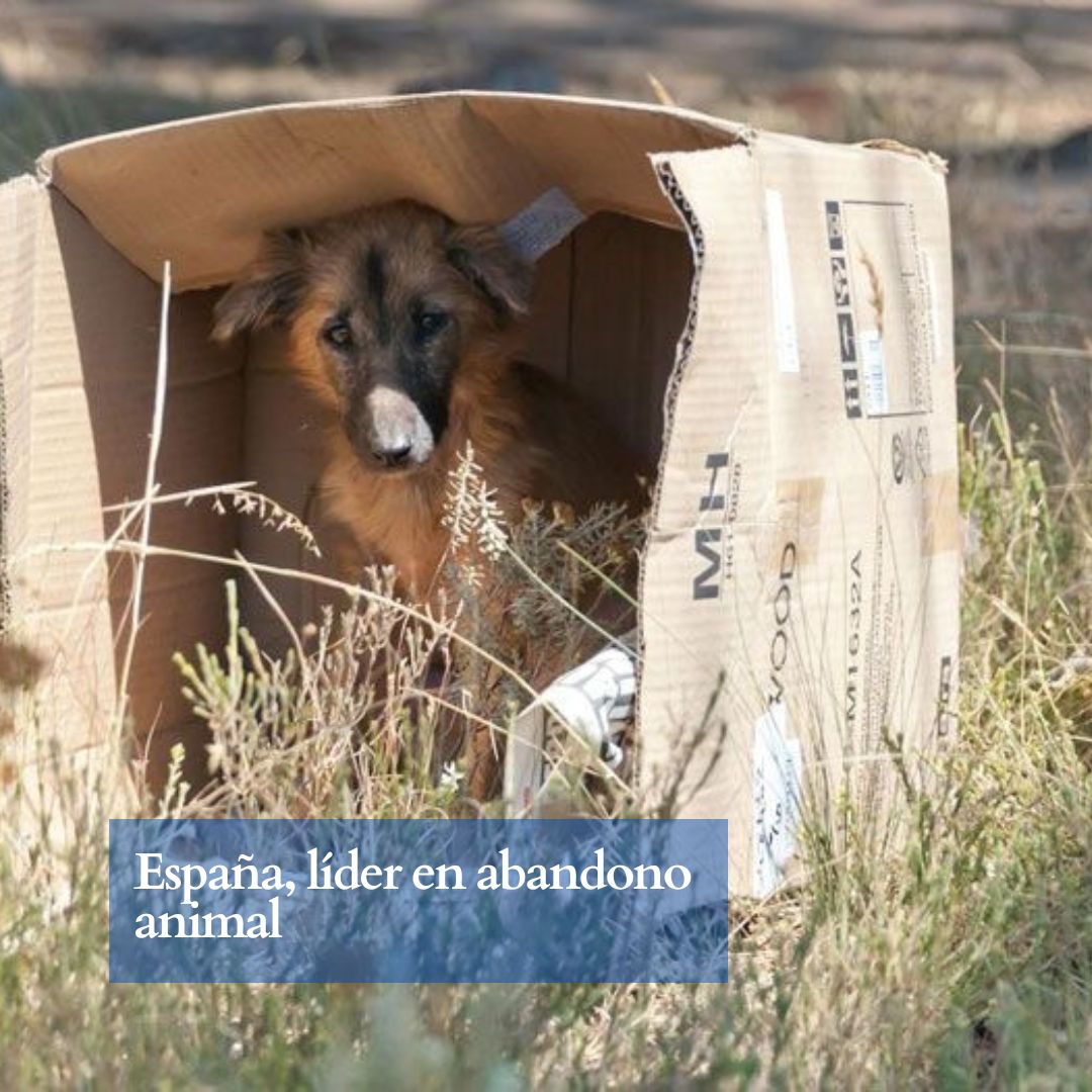 🐶Cada año, más de 286.000 perros y gatos son abandonados en España.

▶️Los abandonos pueden aumentar hasta un 30% en los meses de verano, coincidiendo con las vacaciones.

Léelo en El Capital

elcapitalnoticias.com/2025/07/14/esp…