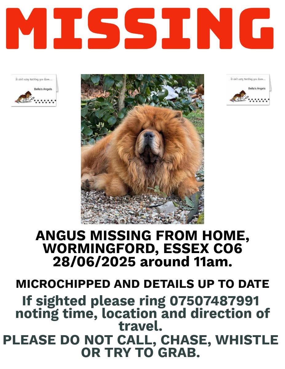 MissingPetsGB's tweet photo. 🐕 ANGUS went missing from home in Wormingford #Essex #CO6 on 28 June 2025.
He’s had previous leg surgery and has a palate issue so sounds likes he’s snoring all day long even when awake.
Please look out for Angus! Reward offered 🙏 https://t.co/mVobjjyGrD