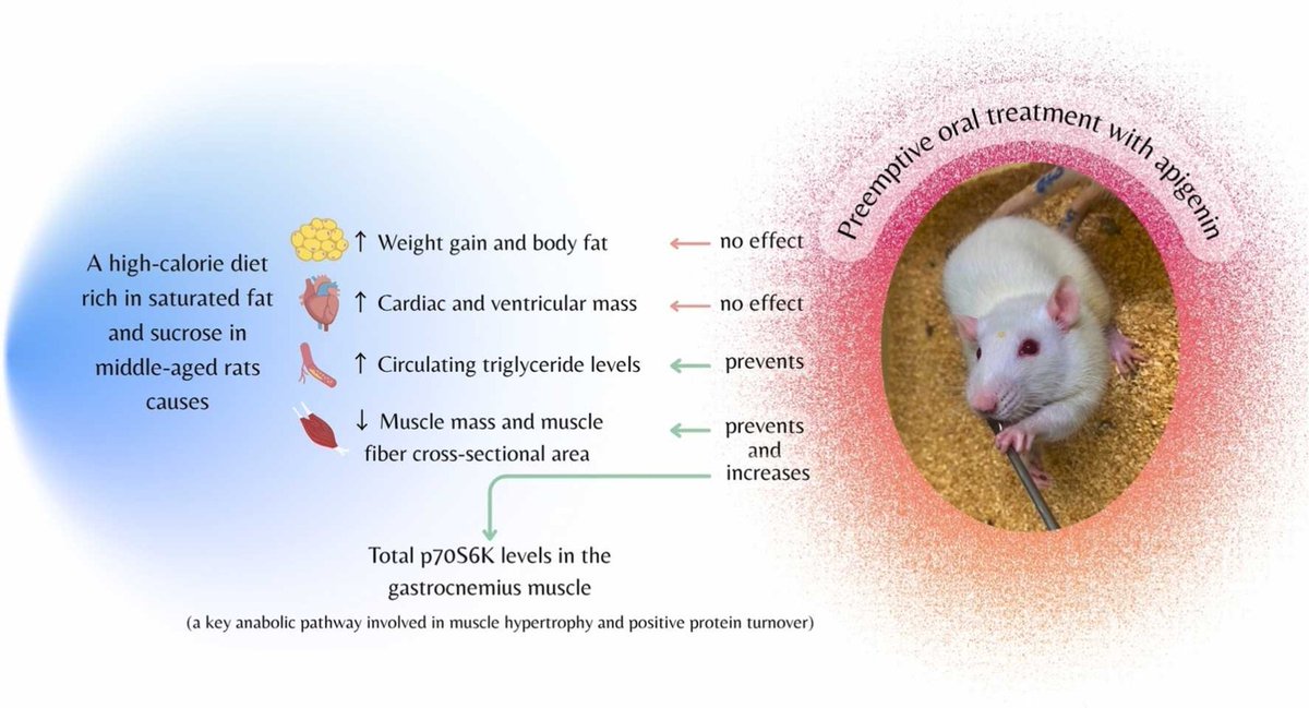 NEW: In tea, onion &amp; celery, the flavonoid apigenin inhibits the NAD-destroying enyzme CD38 &amp; prevents muscle loss in obese rats by upping the anabolic enzyme p70S6K💪

Ozempic adjunct?💉🧵
sciencedirect.com/science/articl…