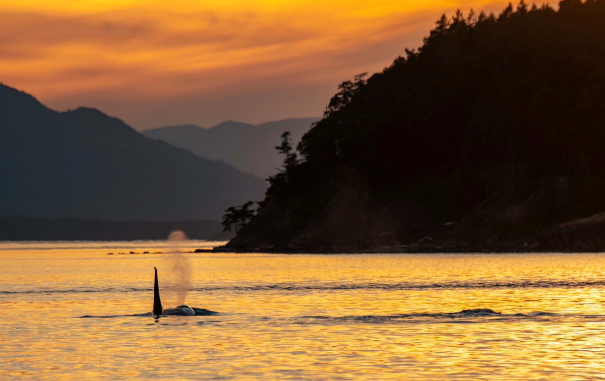 GIVEAWAY ALERT: Sign the San Juan Islands Pledge and help keep the Islands beautiful for generations to come. 💙 Head over to our Instagram for details on how to enter our giveaway to win a TWO NIGHT STAY at Doe Bay Resort on Orcas Island: instagram.com/p/DMDmQGNJVHc/…