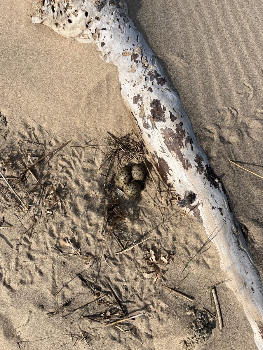 NorfolkWT's tweet image. How pretty are these oystercatcher nests? Let's keep 'em that way! 🪺
Help protect our threatened beach-nesting birds this summer by:
Keeping away from fenced-off nesting areas ❌
Being vigilant for tiny chicks 🐥
Keeping dogs under control 🐕🦺
Tori Backham 📸