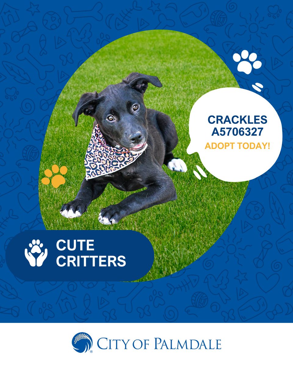 PalmdaleCity's tweet image. Meet this week’s adorable adoptable pets at the County of Los Angeles Palmdale Animal Care Center (38550 Sierra Hwy.): 🐾
💨 Meet Turbo, the ten-year-old, male, black and grey, Short-haired Chihuahua. Turbo is a friendly, relaxed soul with a heart full of love, and might just…