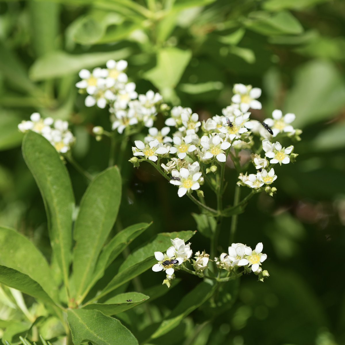 sf_mills's tweet image. Here’s what’s blooming along the Carlon Falls trail out by the Big Oak Flat entrance of Yosemite
7-9-25
9/9