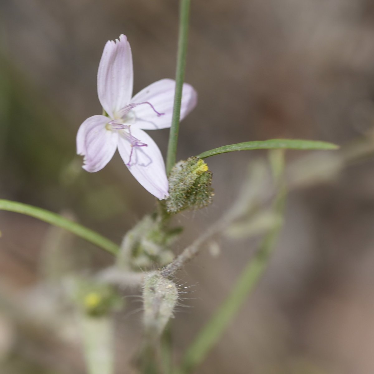 sf_mills's tweet image. Here’s what’s blooming along the Carlon Falls trail out by the Big Oak Flat entrance of Yosemite
7-9-25
9/9