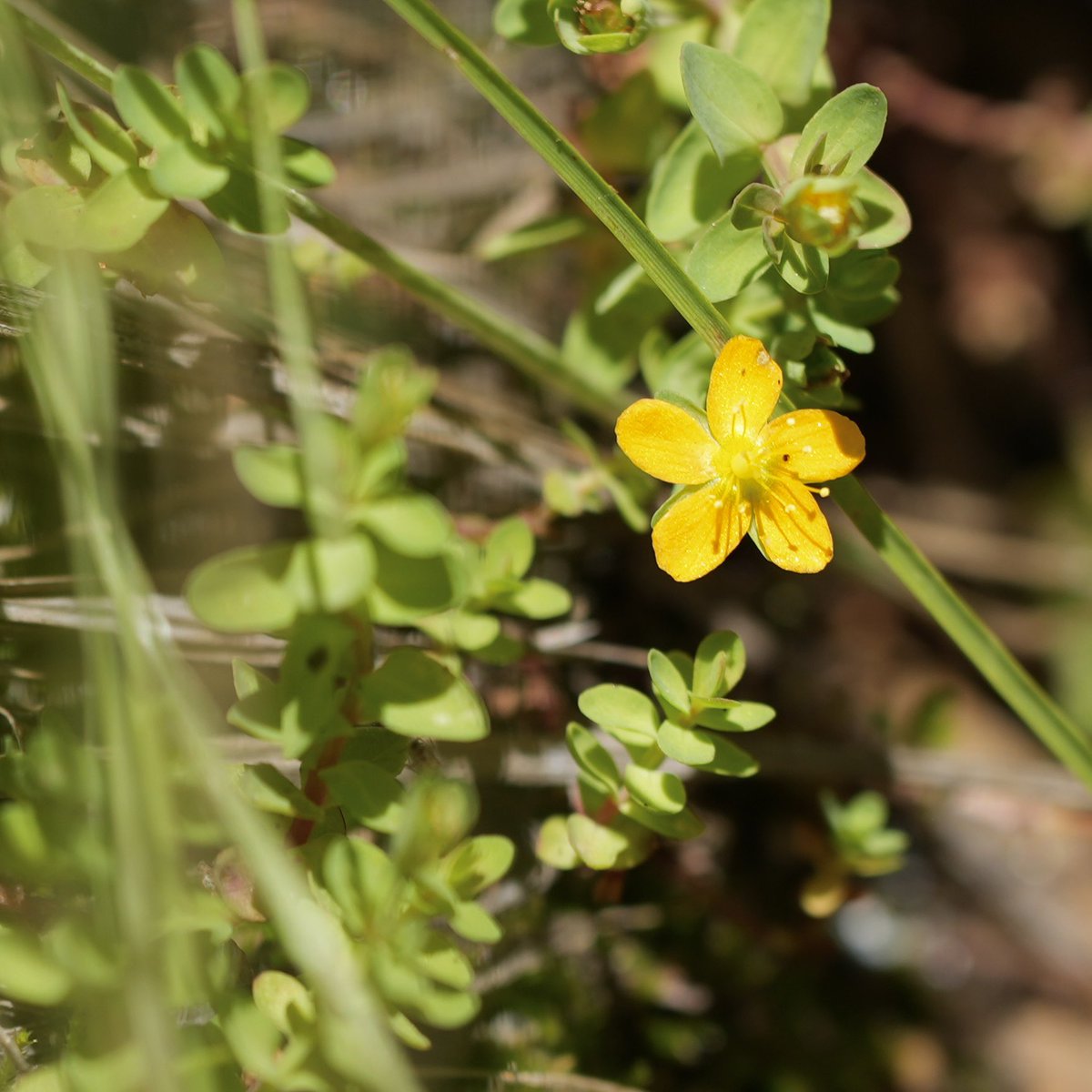 sf_mills's tweet image. Here’s what’s blooming along the Carlon Falls trail out by the Big Oak Flat entrance of Yosemite
7-9-25
9/9