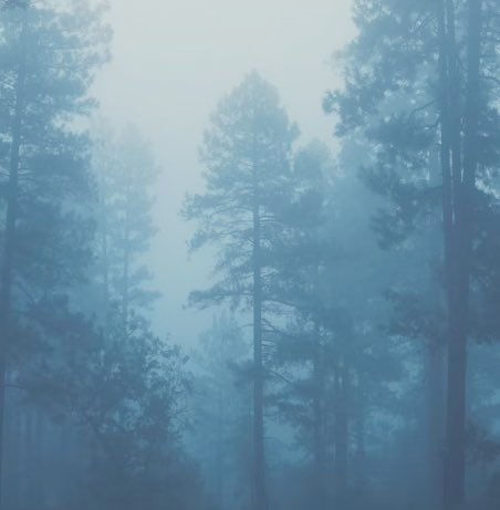 fushifushi31's tweet photo. Lost in the forest with the sound of the rain. https://t.co/hDoTr0492w