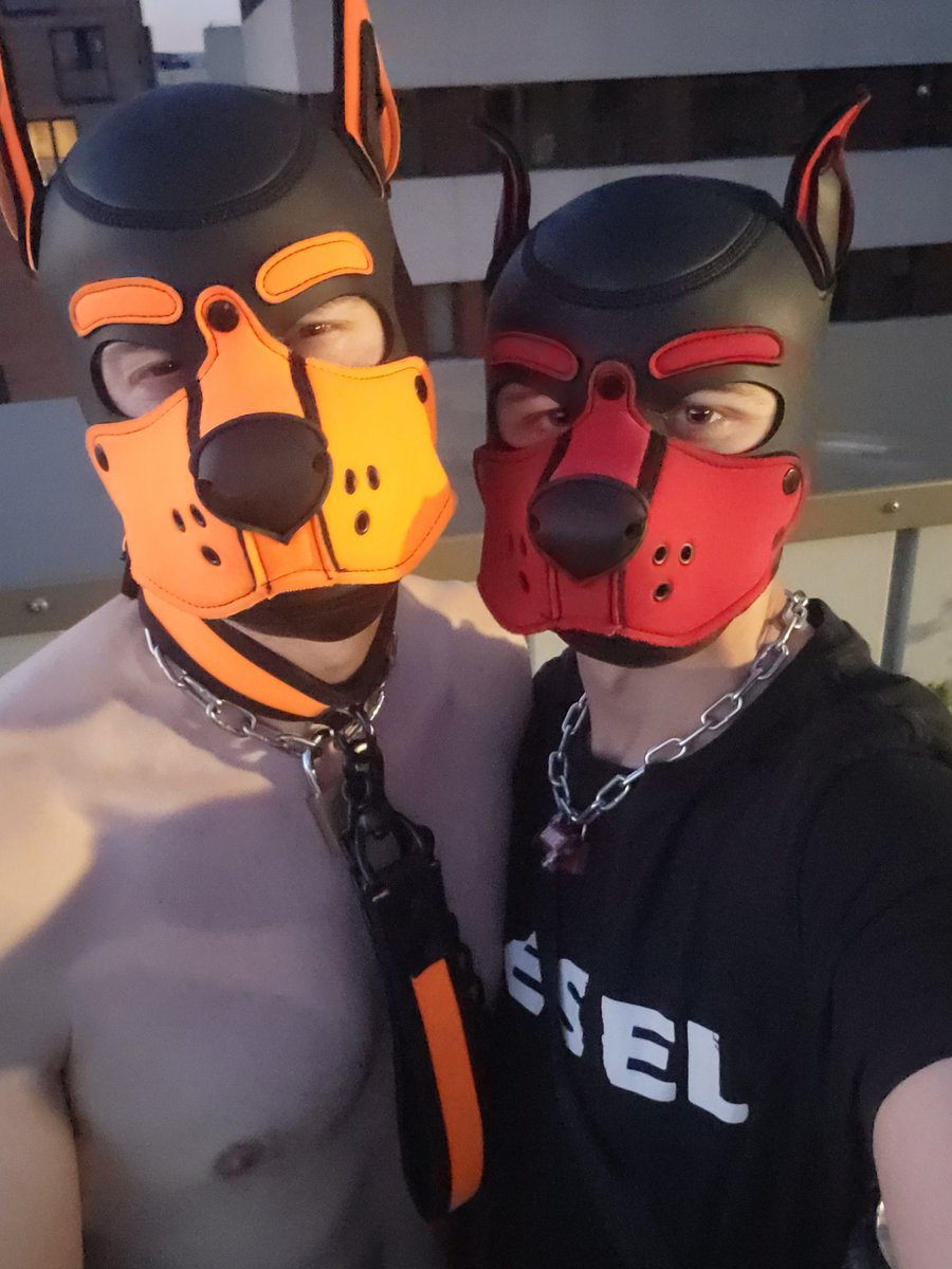 Red and Orange pups make a cute combo. Wouldn't you agree?

With my favourite sex dog and friend <a href="/ukpup_Jager/">PuP - JaGeR🔜Darklands</a>