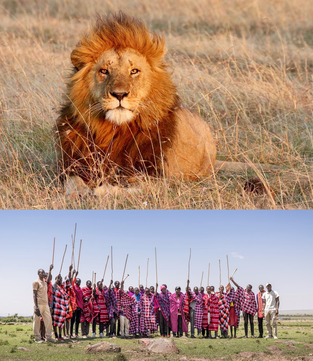 ZooBoise's tweet image. Conservation Partner Spotlight: Lion Recovery Fund
We help efforts to double # of lions in the wild by 2050 by supporting projects in 20+ African countries.
Every time you visit us, part of your ticket goes directly to protect animals in the wild via our conservation partners!