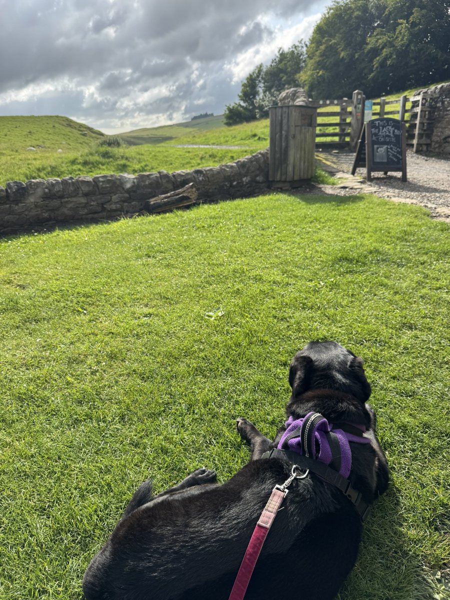 olive_blacklab's tweet image. Me and Mum waiting for Dad and Jim #HomesteadsFort #HadriansWall with this little chap for company 💜