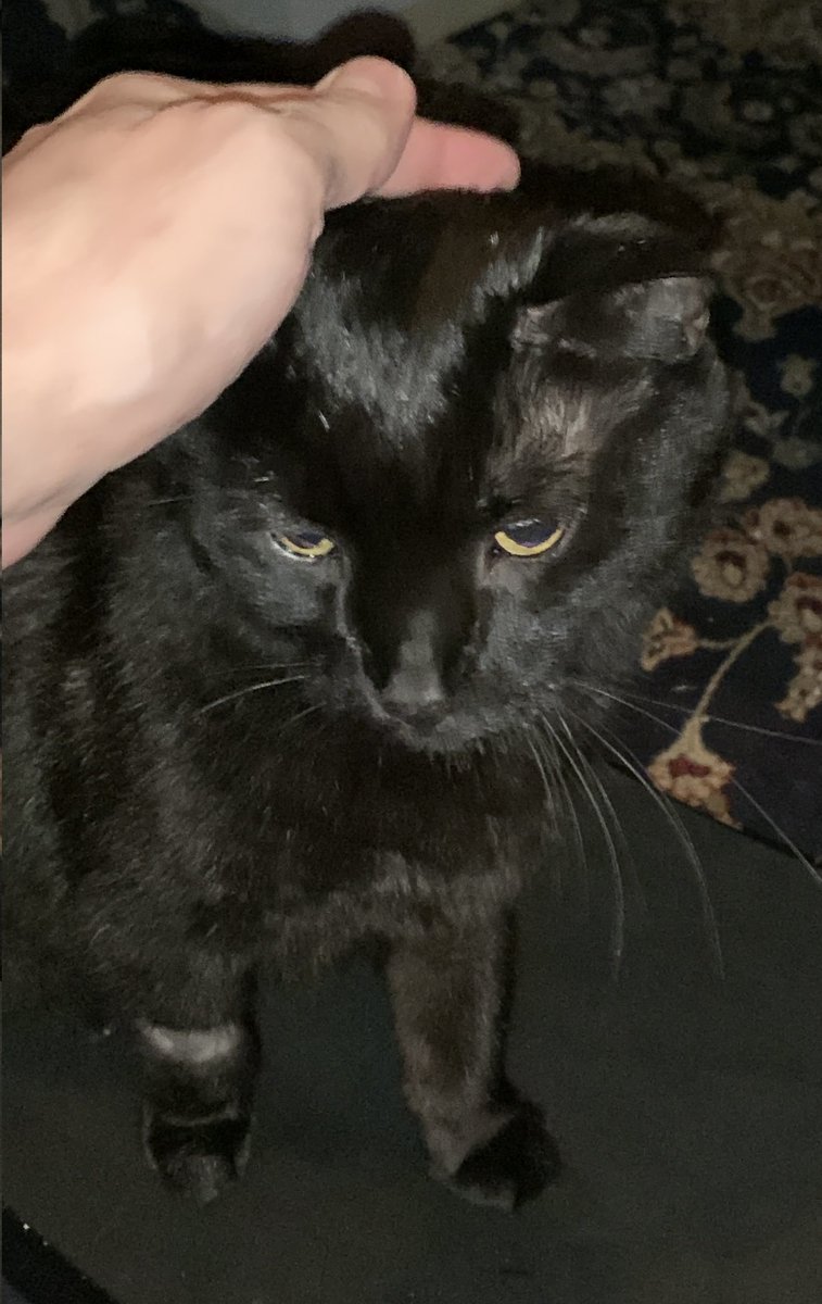 Update on Yinny - he went in for surgery this morning for what appears to not likely be lymphoma, but actually a thymoma.  Nothing is 100% yet, but the mass in Yinny's chest has been successfully removed completely and I'm told he is doing very well.   I'll have more info when