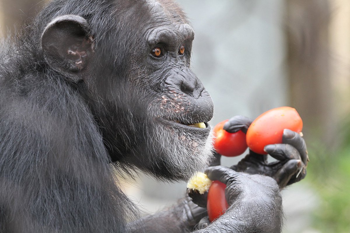 sfzoo's tweet image. World Chimpanzee Day marks Dr. Jane Goodall’s pioneering research on wild chimpanzees in Tanzania’s Gombe National Park on July 14, 1960. In celebration, join us as we honor our chimps past and present, including our current group, males Gombus and Michael, and female Connie.…