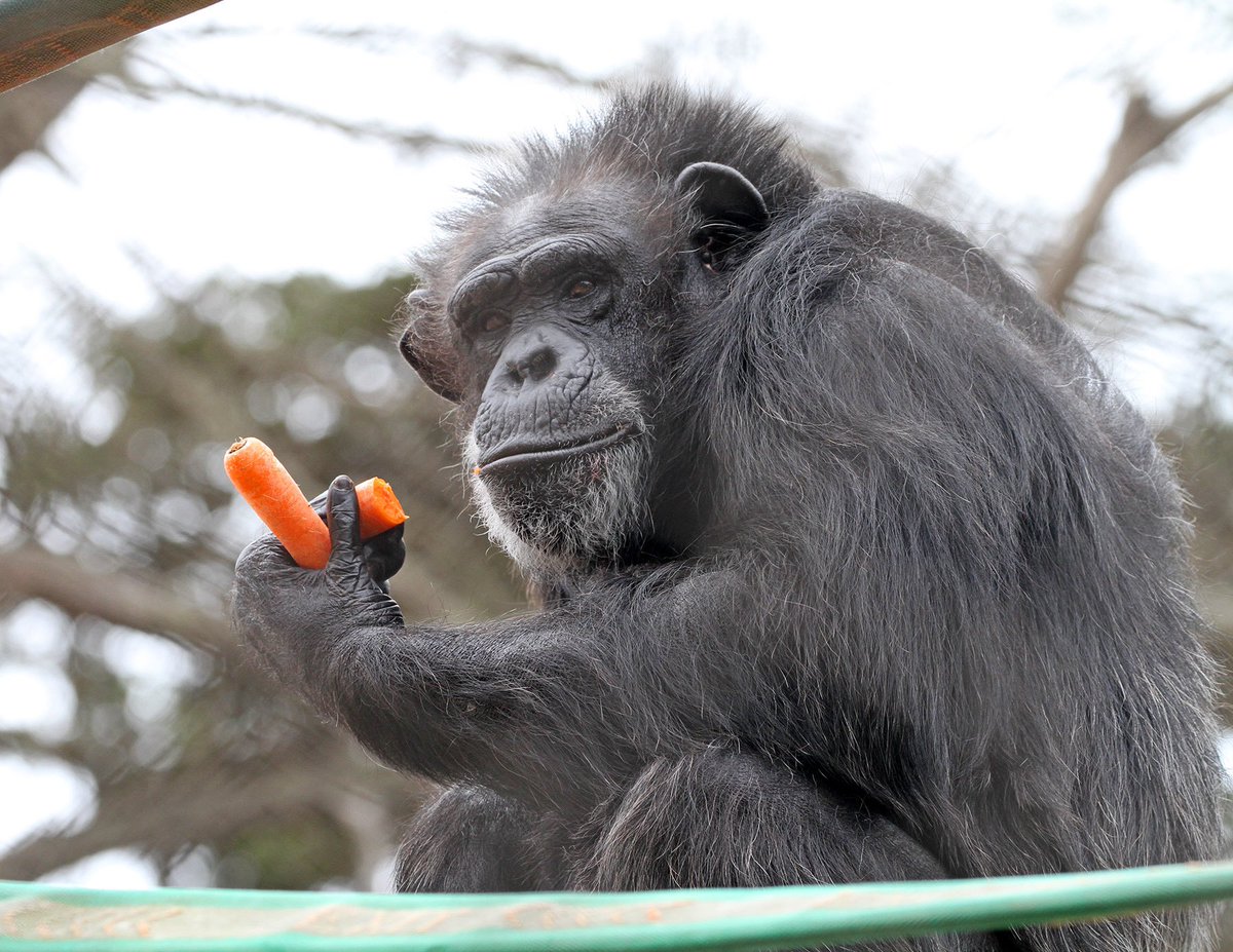sfzoo's tweet image. World Chimpanzee Day marks Dr. Jane Goodall’s pioneering research on wild chimpanzees in Tanzania’s Gombe National Park on July 14, 1960. In celebration, join us as we honor our chimps past and present, including our current group, males Gombus and Michael, and female Connie.…