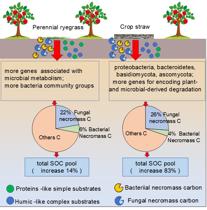 ykuzyakov's tweet image. NEW in Biology & Fertility of Soils
Mulching increases #soil organic #carbon via #plant inputs & microbial transformation
doi.org/10.1007/s00374…
Free: rdcu.be/erO7i
#SoilOrganicMatter #microbialbiomass #MicrobialNecromass #soilbacteria #soilfungi
#VanKrevelen