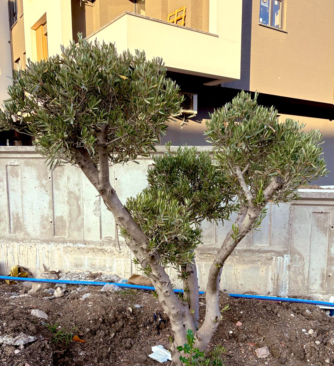 penam_13's tweet image. Biz seninle ;
tüm dünyaya karşı geleceğiz,ellerimizle zeytin ağaçları dikeceğiz..🪶
Newhome🫶