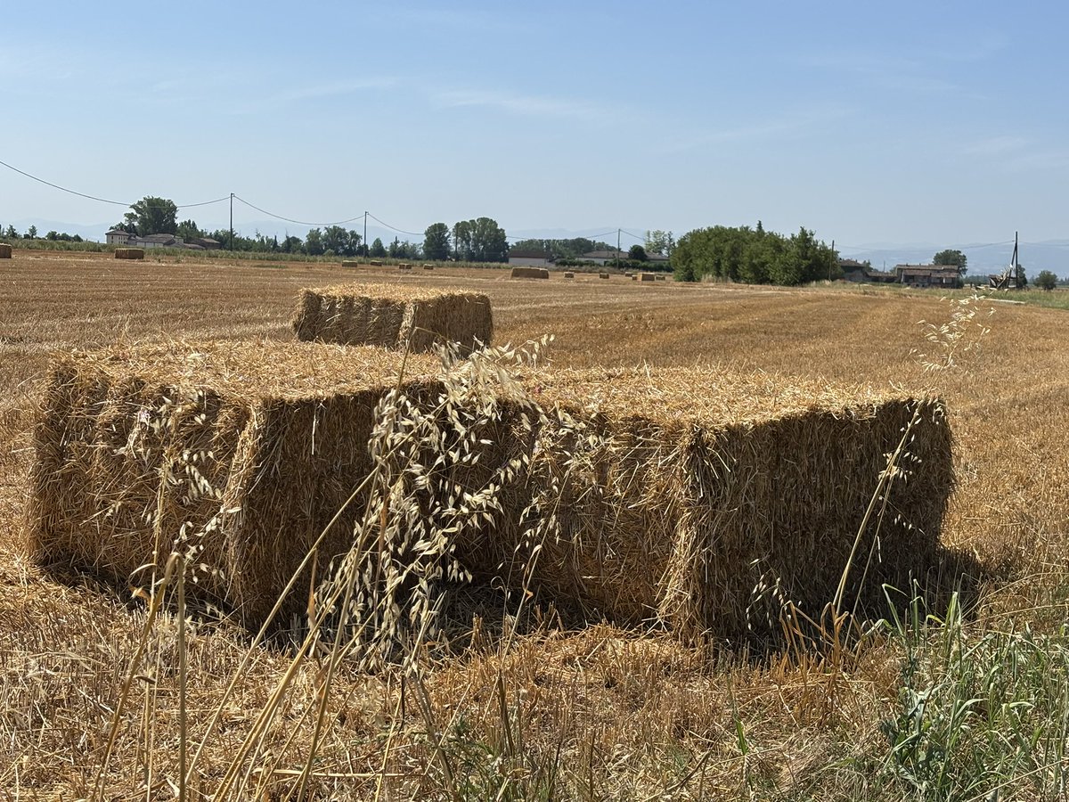 Balle di fieno