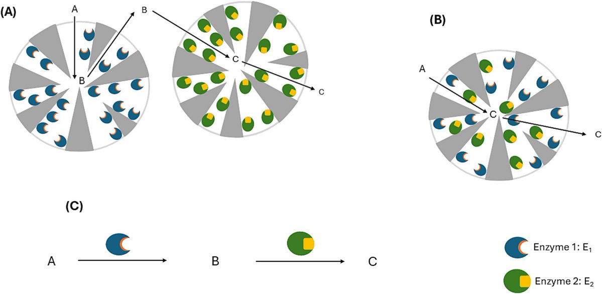 🚀 Just Published in #ChemicalEngineeringScience!
📚 Category: Catalysis
📄 Title: Considerations for the Optimization of Biocatalyst Formulation in Multi-Enzymatic Reactions: co-immobilized enzymes advantages depend on enzyme kinetic properties
🔗sciencedirect.com/science/articl…