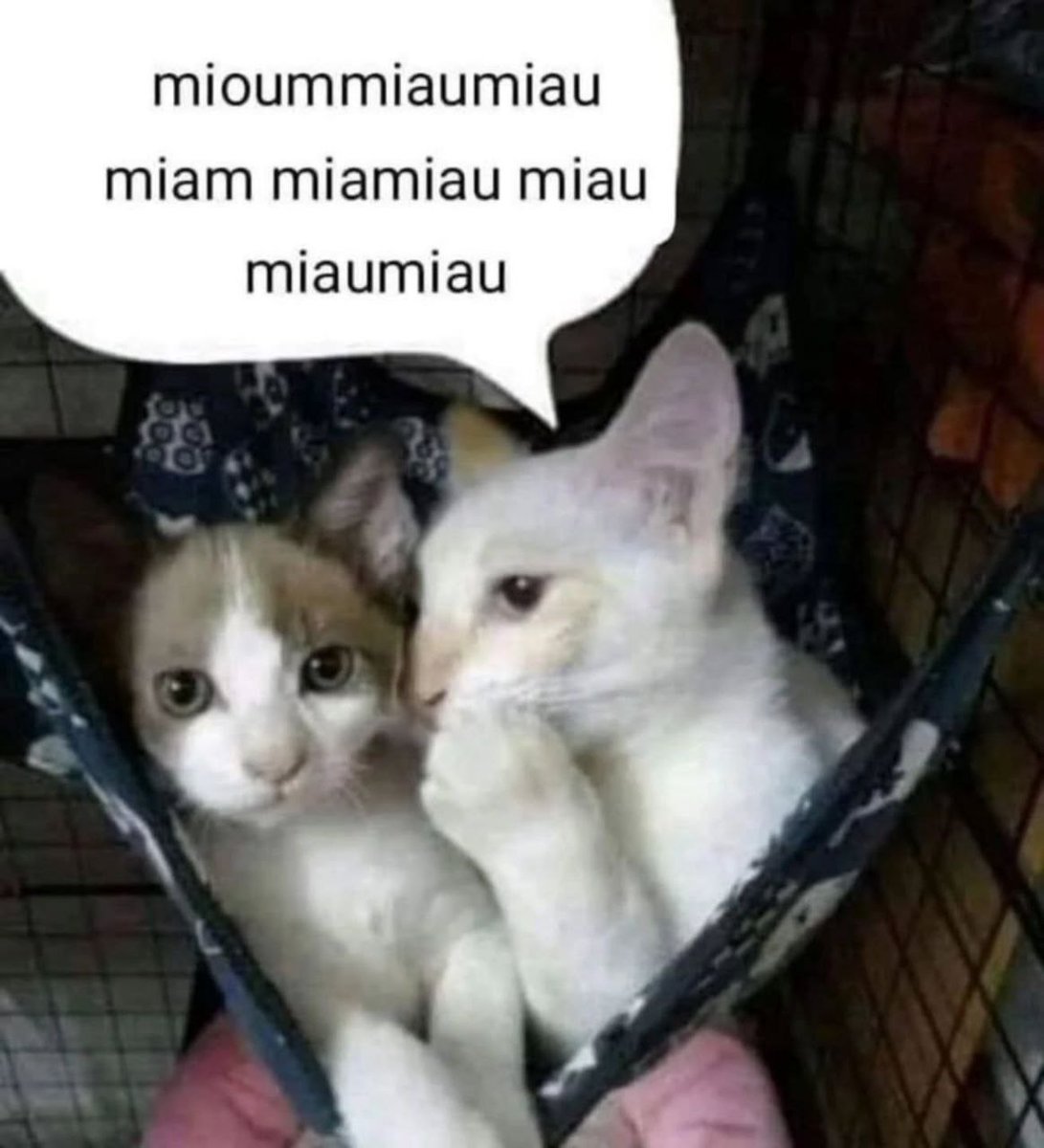 miuushi_'s tweet image. 