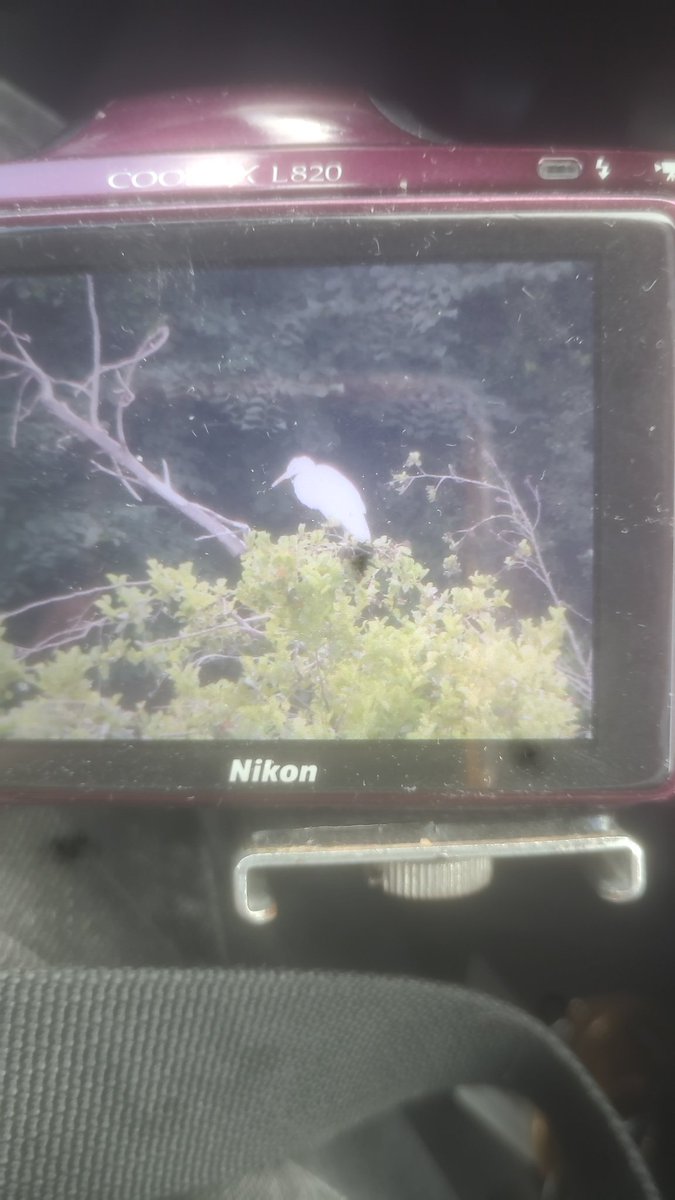 Great egret currently on burgy pond laffak st helens behind chain lane comminity centre