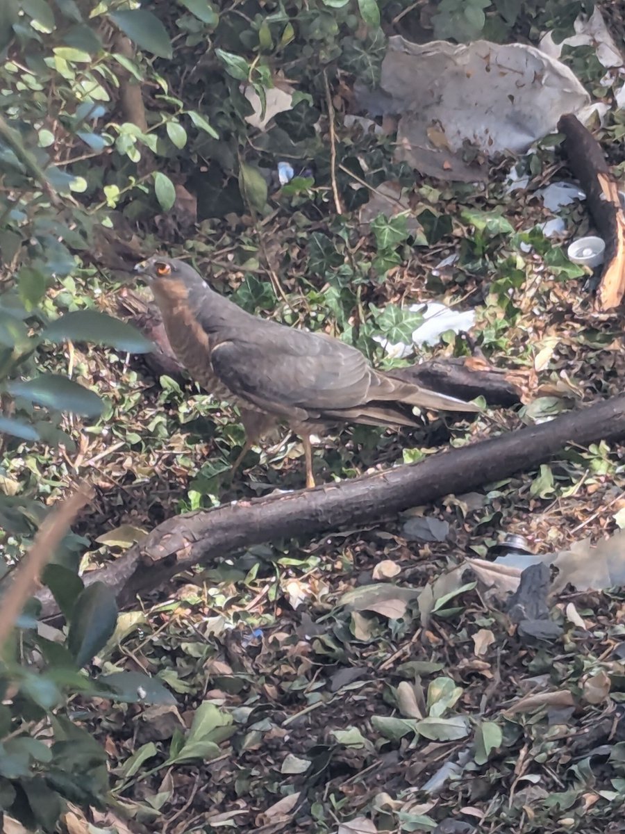 Saw a sparrowhawk in Newtown #rdguk at the weekend stopping by for lunch. Unfortunately for the sparrowhawk and fortunately for the sparrow it when hungry. Canvassed her as a Green :)