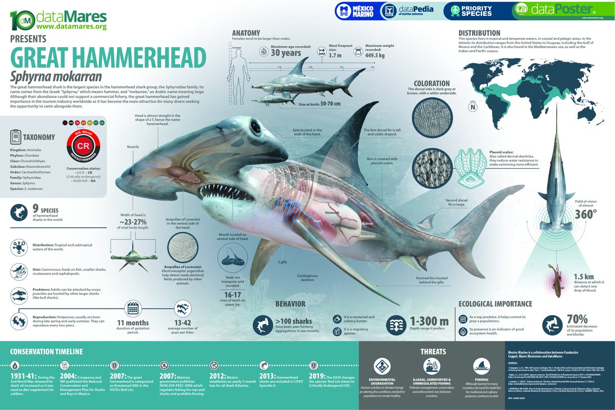 #SharkAwarenessDay 
The Great Hammerhead is the largest species in the hammerhead shark group, the Sphyrnidae family.

datamares.org/preview/dp_gre…
