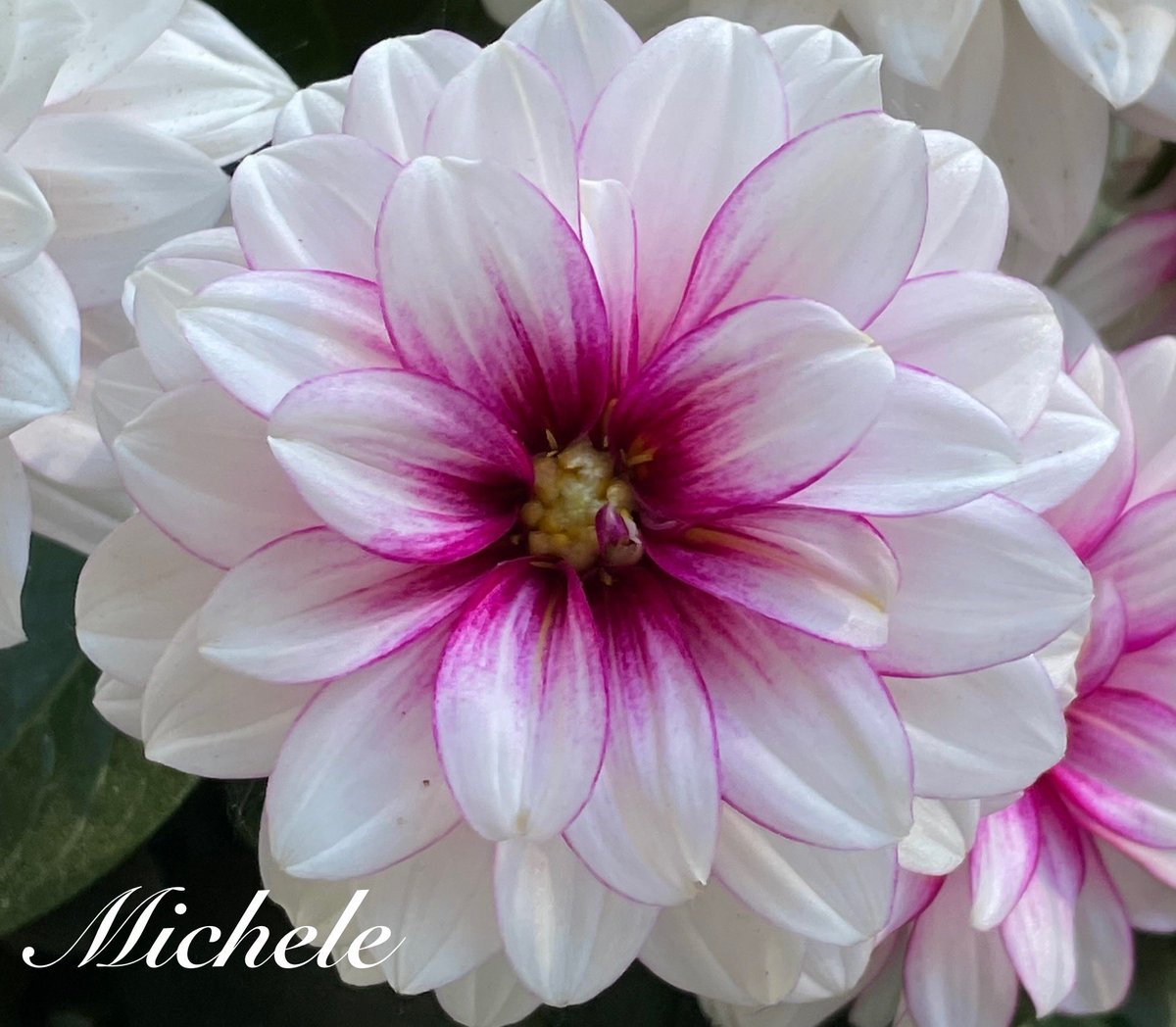 A bit of magical magenta for #MagentaMonday 🤗 Have a great day! 🩷💜🙋🏻‍♀️ #flowers #GardeningX #Dahlia #GardeningTwitter #gardening #mygarden #flowerphotography #garden #FlowersOnMonday #FlowersOnX #NatureBeauty
