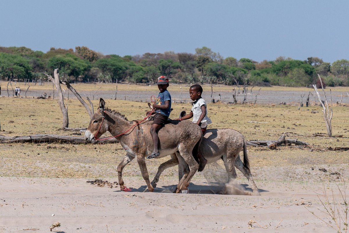 LFPCheval (@lfpcheval) on Twitter photo 🌍🙏 #Trafic de peaux d’âne : l’Afrique se dresse contre un commerce mondial destructeur
➡️ ow.ly/KRCR50Wpb9x 🌍🙏 #Trafic de peaux d’âne : l’Afrique se dresse contre un commerce mondial destructeur
➡️ ow.ly/KRCR50Wpb9x