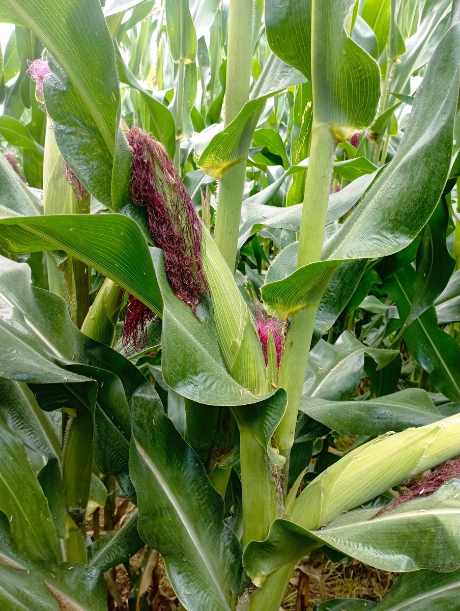 <a href="/Kapyoseiin/">M O I B E N S H I R E</a>